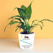 Tally Congratulation Plant Product 